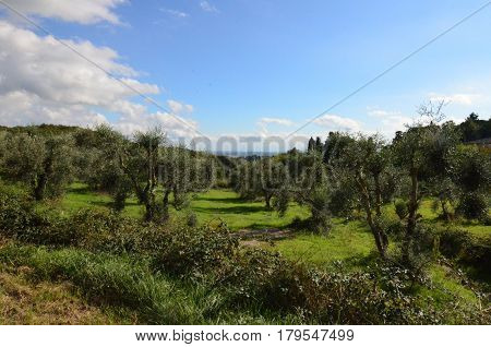 Goves with olive trees in Tuscany with rolling grene hills and blue skies.