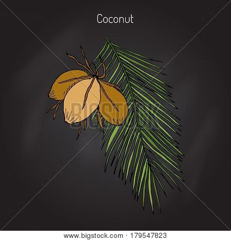 Coconut Cocos nucifera . Hand drawn botanical vector illustration
