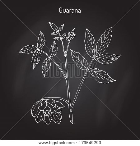 Guarana Paullinia cupana branch with fruit and leaves. Hand drawn botanical vector illustration.