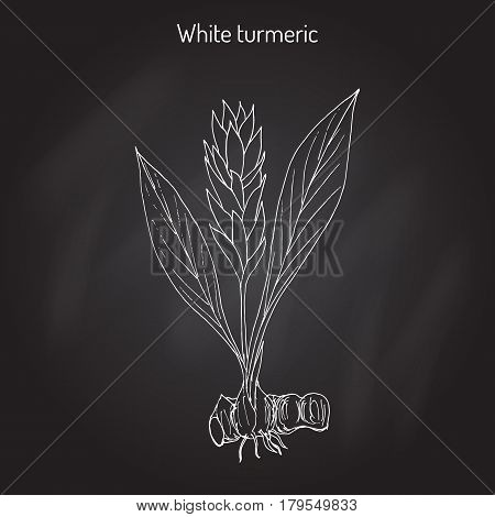 Curcuma zedoaria, zedoary, white turmeric or kentjur. Hand drawn vector illustration