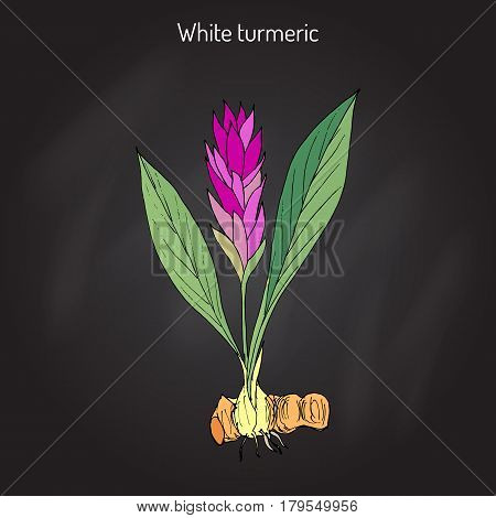 Curcuma zedoaria, zedoary, white turmeric or kentjur. Hand drawn vector illustration