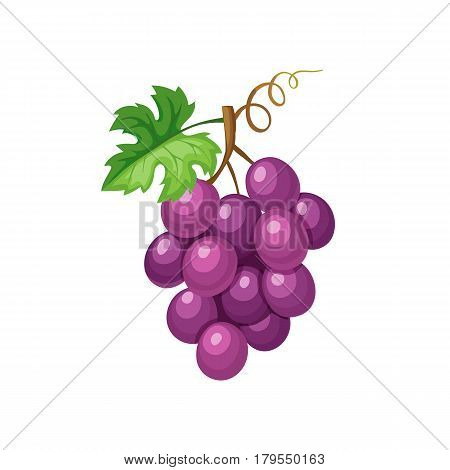 Violet grape iicon solated on white background.