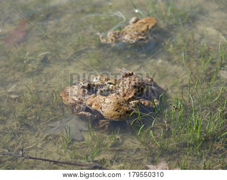 grey toads amplexus in water (bufo bufo)