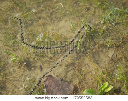 (masculine) eggs of gray toad in water (bufo bufo)