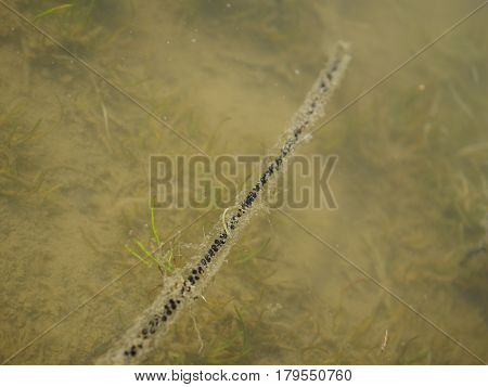 (masculine) eggs of gray toad in water (bufo bufo)