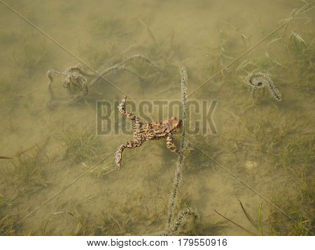 gray toad in water and folded eggs (bufo bufo)