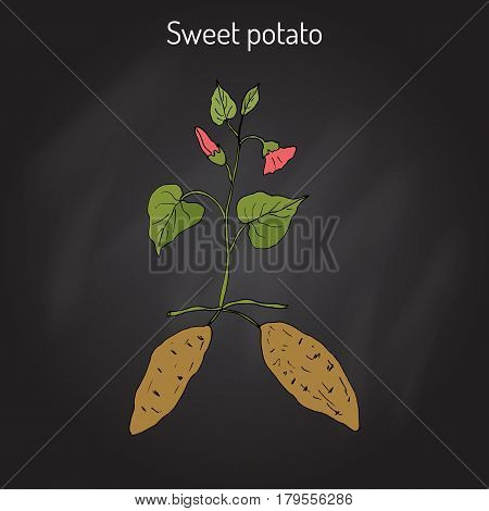 Sweet Potato ipomoea batatas . Hand drawn botanical vector illustration