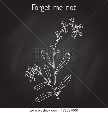 Forget-me-not Myosotis arvensis . Hand drawn botanical vector illustration