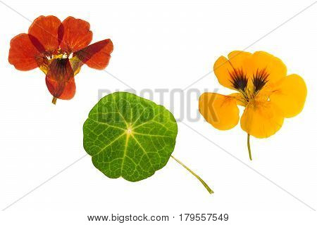 Pressed and dried brown orange flowers and green leaf nasturtium (tropaeolum). Isolated on white background. For use in scrapbooking floristry (oshibana) or herbarium.