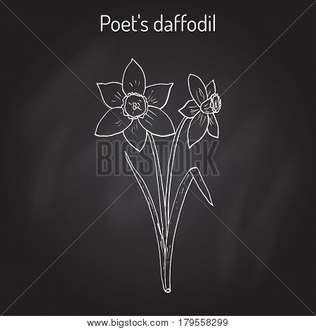 Narcissus, or daffodil, daffadowndilly, jonquil  Hand drawn botanical vector illustration