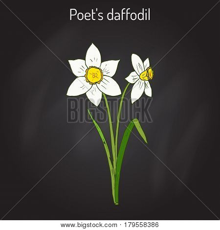 Narcissus, or daffodil, daffadowndilly, jonquil  Hand drawn botanical vector illustration