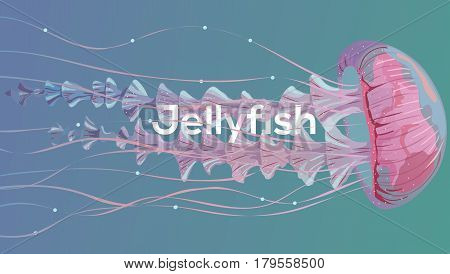 Background with detailed transparent jellyfish. Sea jelly on blue background. Useful for banners, broshures, covers. Vector illustration