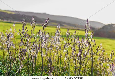 Meadow of Asphodel flowers and Plant ia at spring