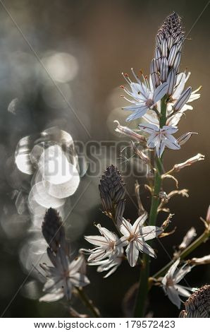 Asphodel flowers and Plant and background with beautiful bokeh