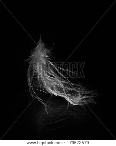 Crumpled feather of a bird on a black background as a symbol of a tired person