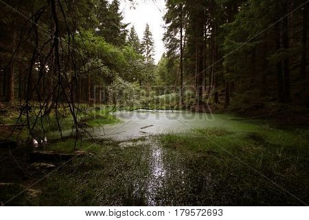 Loch in the forest, Perthshire, Scottish Highlands