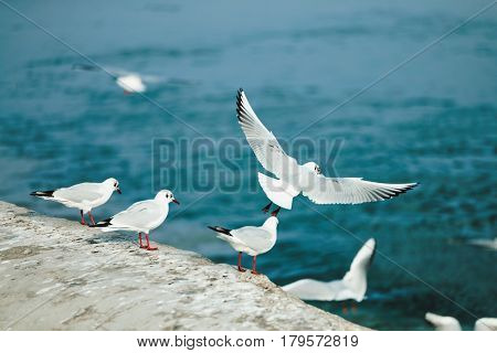 Background image of beautiful sea gulls flying
