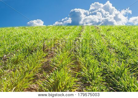 Growing grain. Sown crop. Growing on a farm field. Green shoots of plants.
