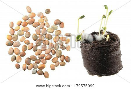 Seeds and seedling of radish isolated on white background