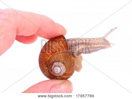 Haven sneglen (Helix aspersa) snegle giver en let høstede kilde til protein for at mange mennesker aro