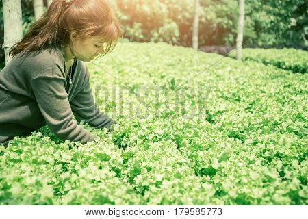 Woman hand catches salad. lettuce garden. Fresh from the garden.
