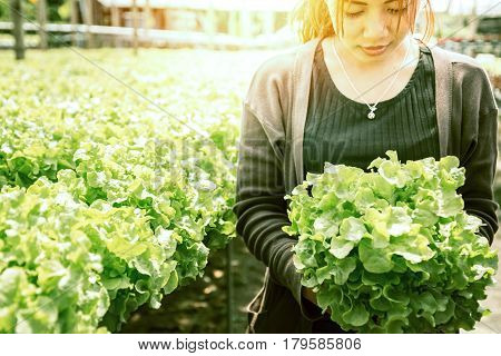 Woman hand catches salad. lettuce garden. Fresh from the garden.