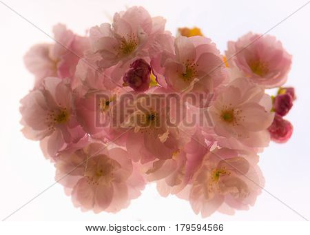 Japanese flowering cherry (Prunus hokusai) flowers from below. Large semi-double pale pink flowers of tree in the family Rosaceae backlit by sky