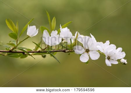 Exochorda x macrantha 'The Bride' flowers. Beautiful white spring blossom on Chinese shrub known as pearl bush in the family Rosaceae