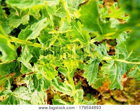Young Rapeseed (brassica Napus), Well Known As Rape Or Rapaseed. Detail View Into Small Plants In Fi