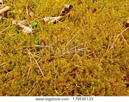 Forest Carpet. Old Leaves On Dry Moss In Forest. Dry Dusty Moss, Dry Pine Needles