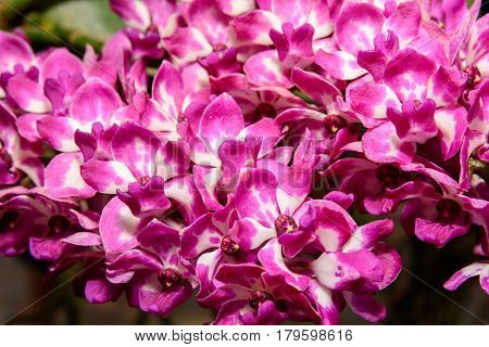 Rhynchostylis Gigantea Orchid