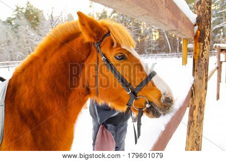 Red Horse for a walk in winter