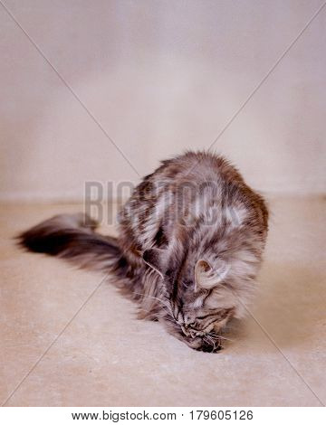 Maine Coon. The largest cat. Portrait of grey big cat main coon at home. Close up of handsome adult maine coon washes itself on a blur background.