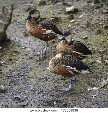 Portrait Of Wandering Whistling Duck Dendrocyga Arcuata In Natural Habitat In Spring