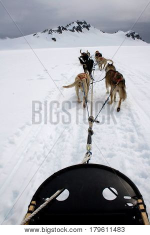 View From Sled Pulled By Dogs On Snow