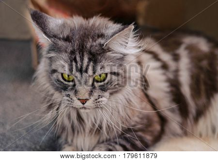 Maine Coon. The largest cat. Portrait of grey big cat main coon at home. Close up of handsome adult maine coon on blur background.