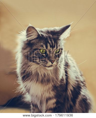 Maine Coon. The largest cat. Portrait of grey big cat main coon at home. Close up of handsome adult maine coon on blur background.