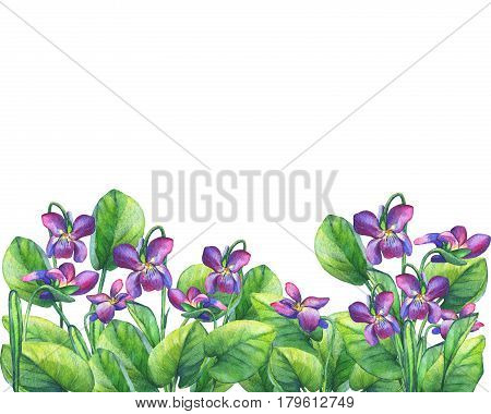 Flower frame of the Fragrant violets (English Sweet Violets, Viola odorata). Hand drawn watercolor painting on white background.