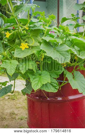 Blossomed A Cucumber, In An Old Barrel
