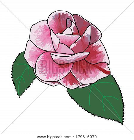 Camellia rose hand drawn with aquarelle colors.