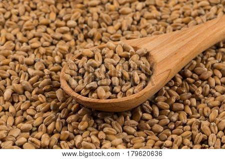 Wheat Grain On White