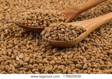 Wheat Grain On White