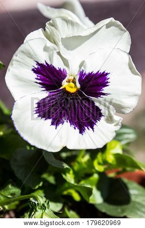 The first spring pansy in the sunshine