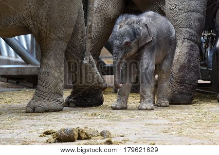 Small Asian elephant baby with its mother
