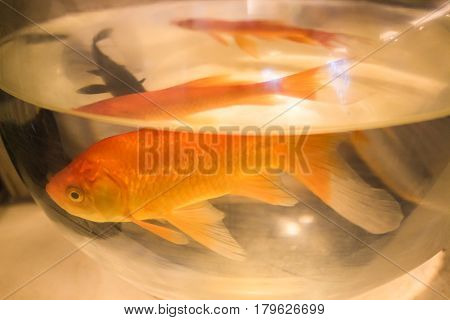 Goldfish swimming in fish tank in petshop store window.