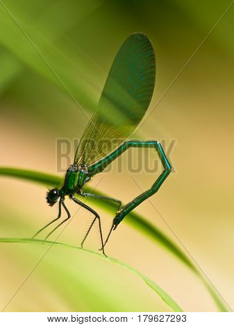 Damselfly On A Leaf