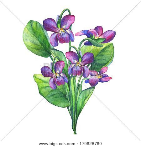 Bouquet of Fragrant violets wild flower (English Sweet Violets, Viola odorata). Hand drawn watercolor painting on white background.