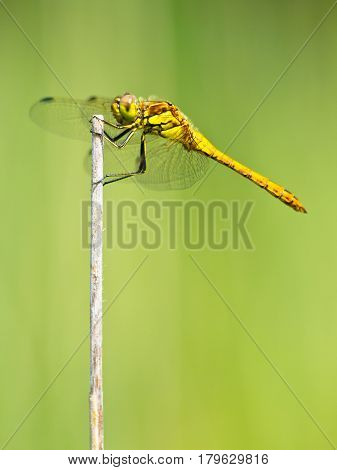Sympetrum Dragonfly Resting