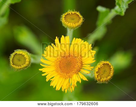 Pulicaria Dysenterica Flower With Green Background