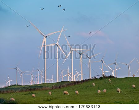 Wind Turbine And Birds